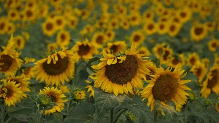 Снимка: архив "Булфото"