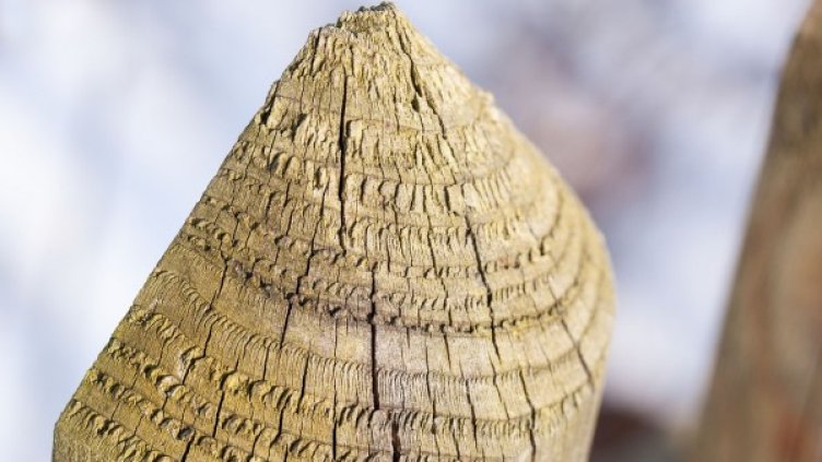 Снимка: Pixabay