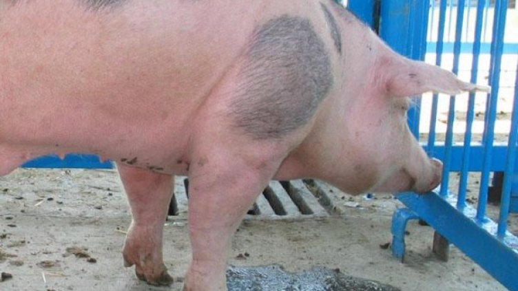 Снимка: архив, БулФото