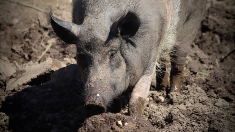 Снимка: pixaBay