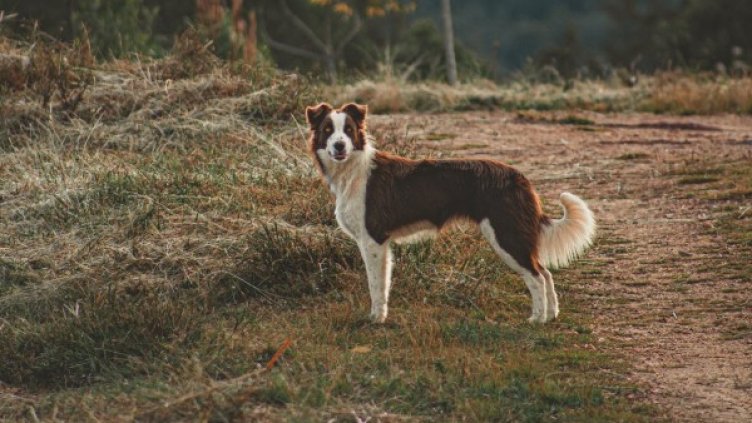 Снимка: pexels.com