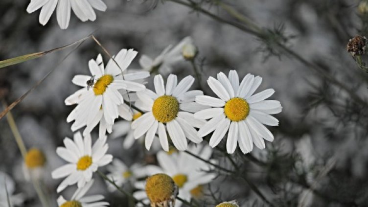 Снимка: Pixabay