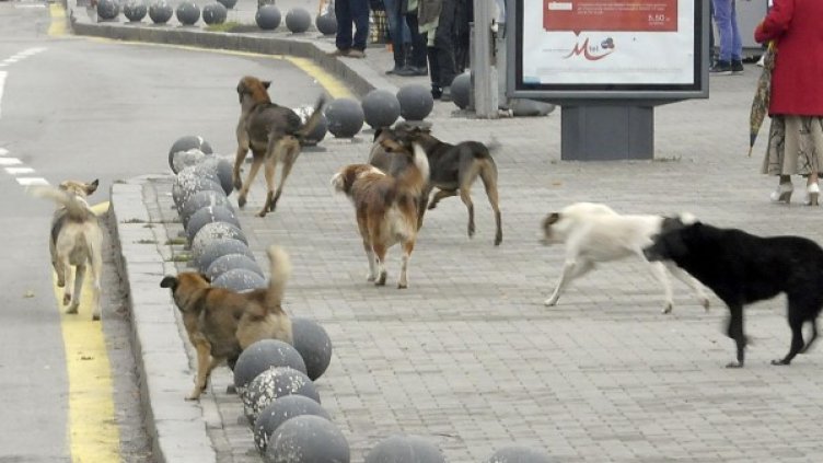 Снимка: БулФото/ Архив