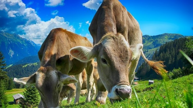 Снимка: Pixabay