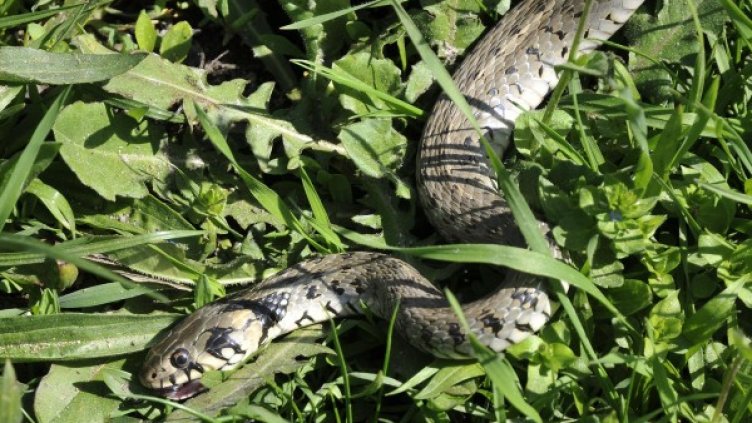 Снимка: архив "Булфото"