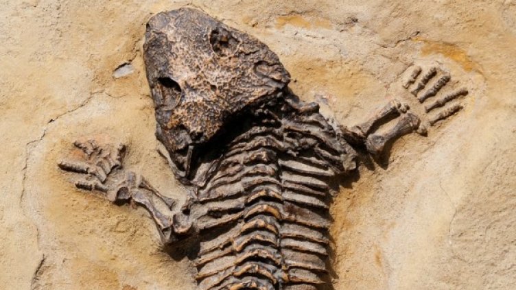 Снимка: Pixabay