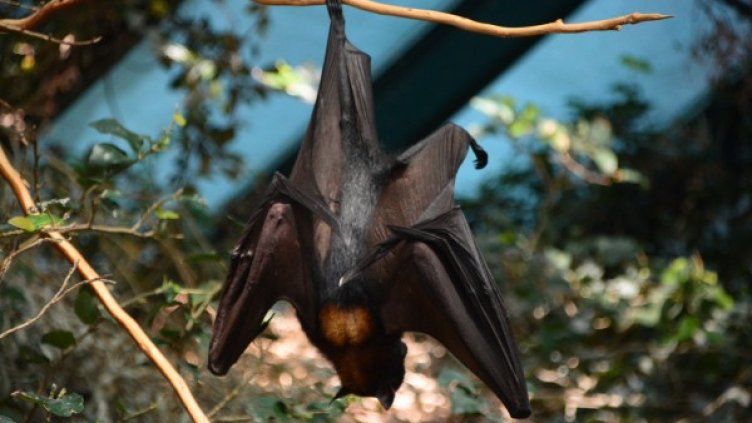 Снимка: Pixabay