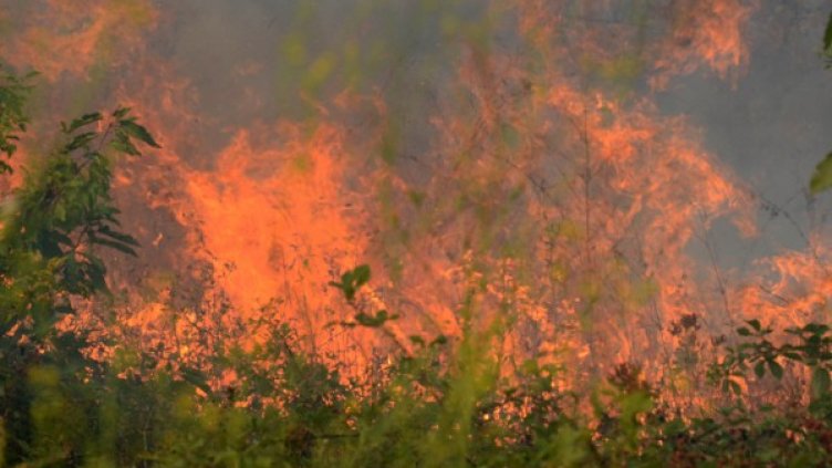 Архив: Булфото