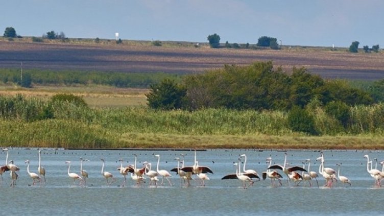 Снимка: Биоразнообразие