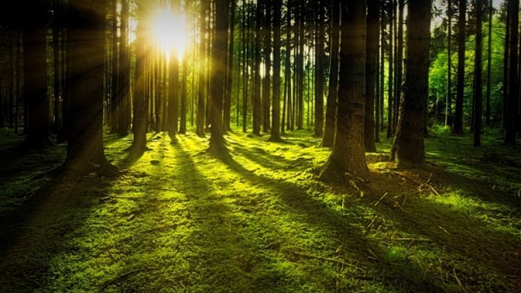 Снимка: Pixabay