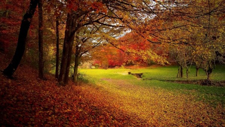 Снимка: Pixabay