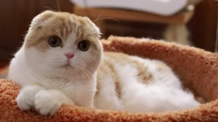 Снимка: YouTube