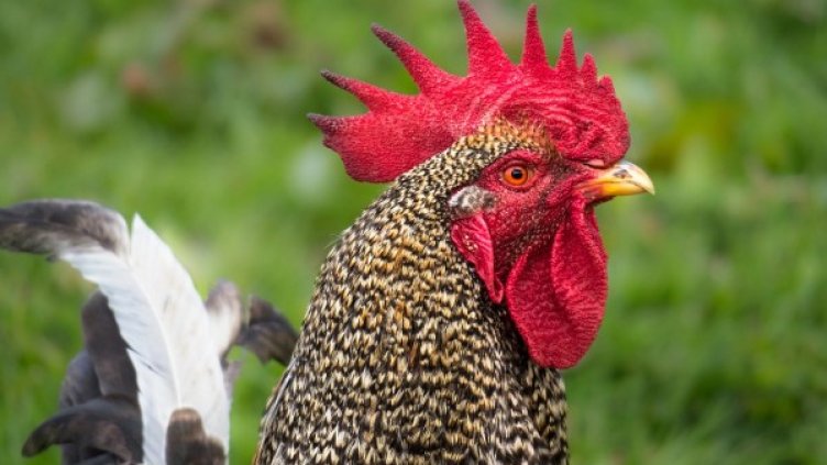 Снимка: Pixabay