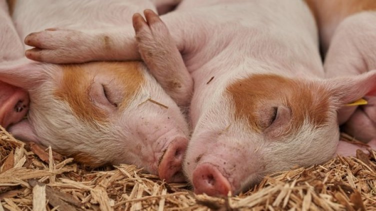 Снимка: Булфото