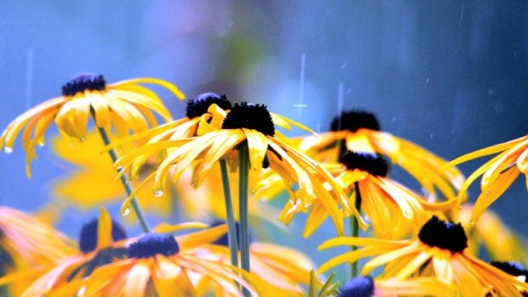 Снимка: Pixabay