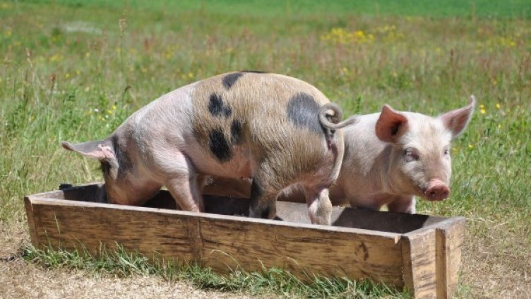 Снимка: Булфото, архив