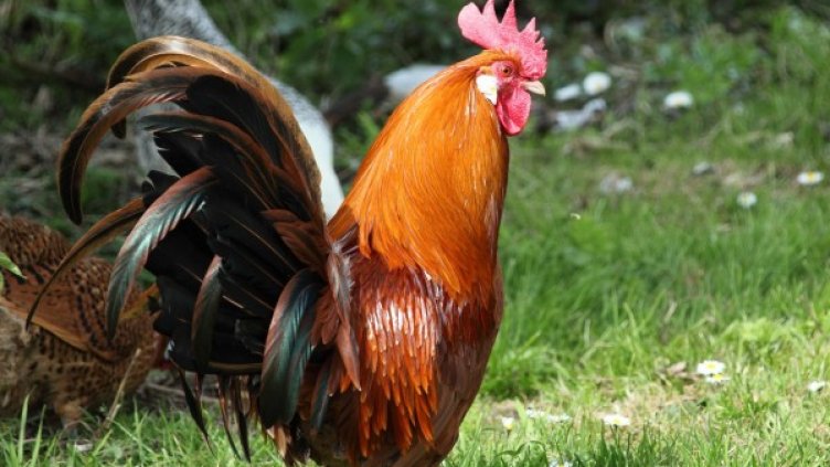 Снимка: Pixabay