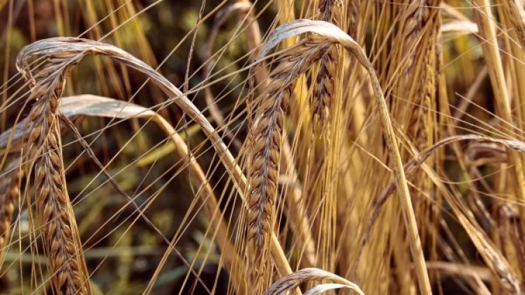 Снимка: Pixabay