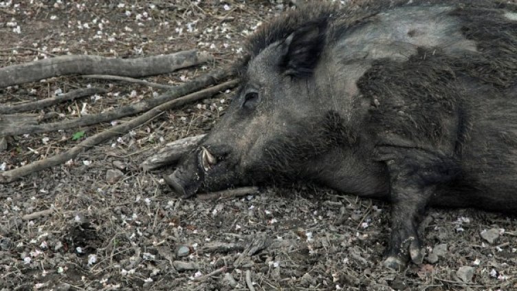 Снимка: pixabay