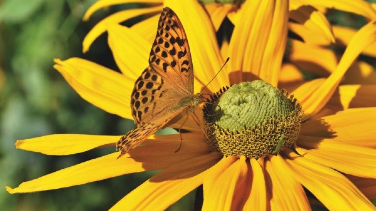 Снимка: Pixabay