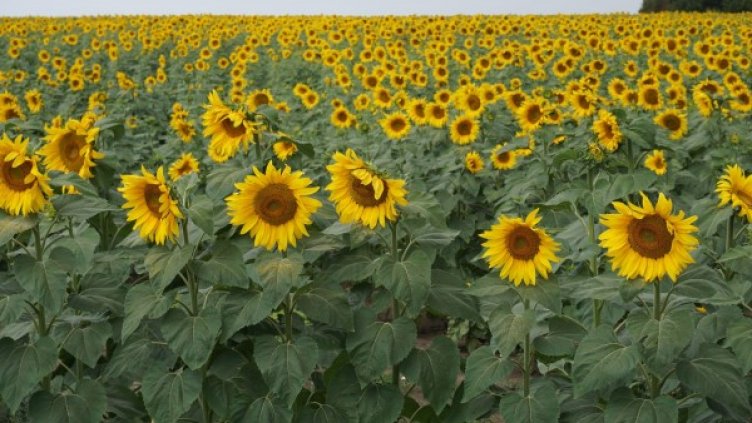 Архив: Булфото