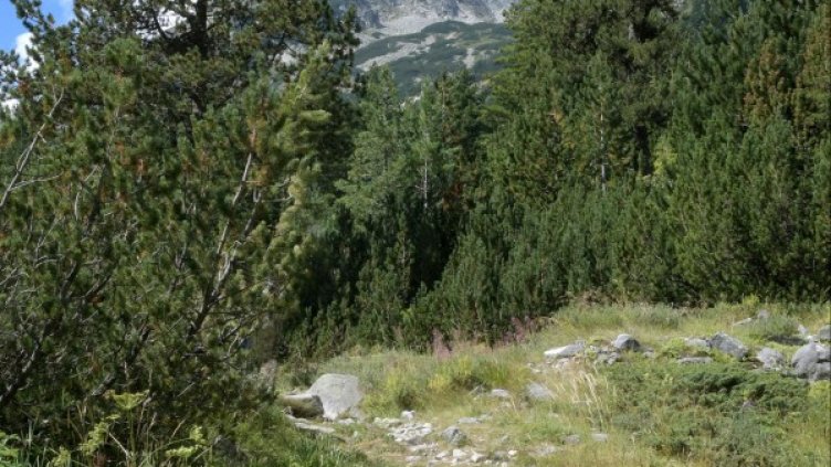 Архив: Булфото