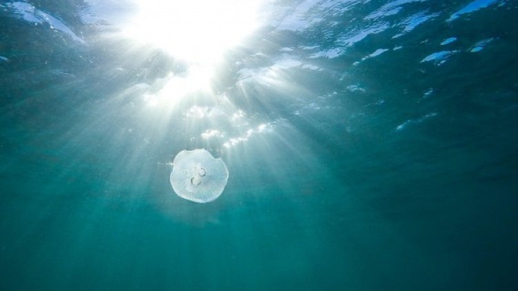 Снимка: Pixabay