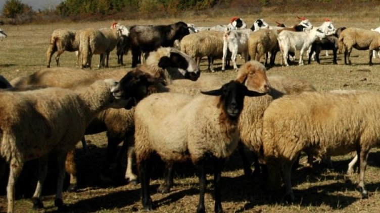 Архив: Булфото