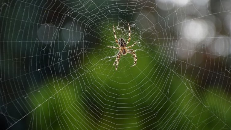 Снимка: Pixabay