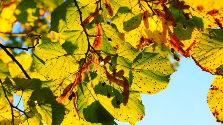 Снимка: Pixabay