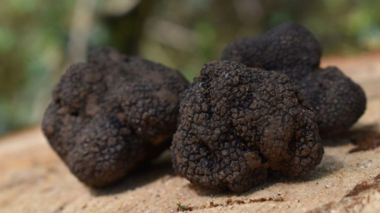 Снимка: Pixabay