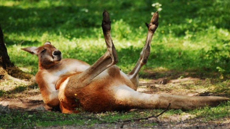 Снимка: Pixabay