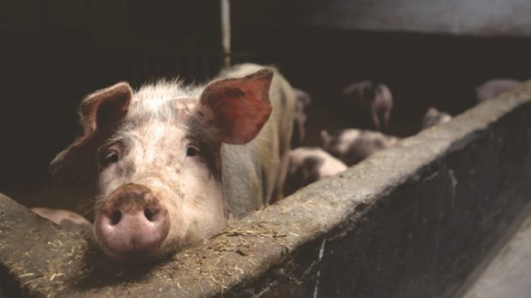 Снимка: pixaBay