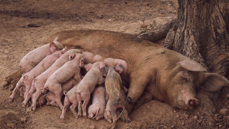 Снимка: Pixabay