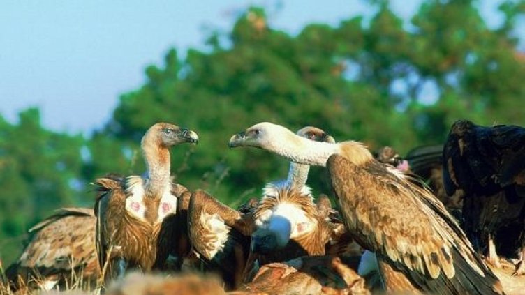 Снимка: Зелени Балкани