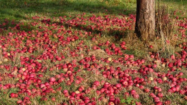 Снимка: Pixabay