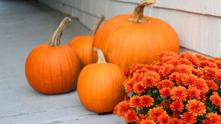 Снимка: Pixabay