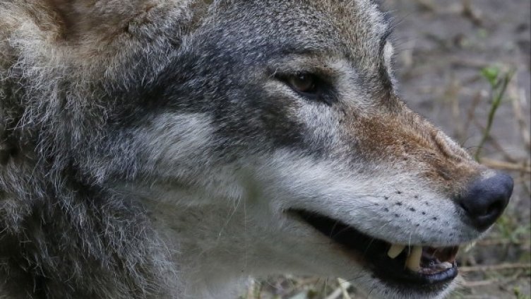 Архив: Булфото