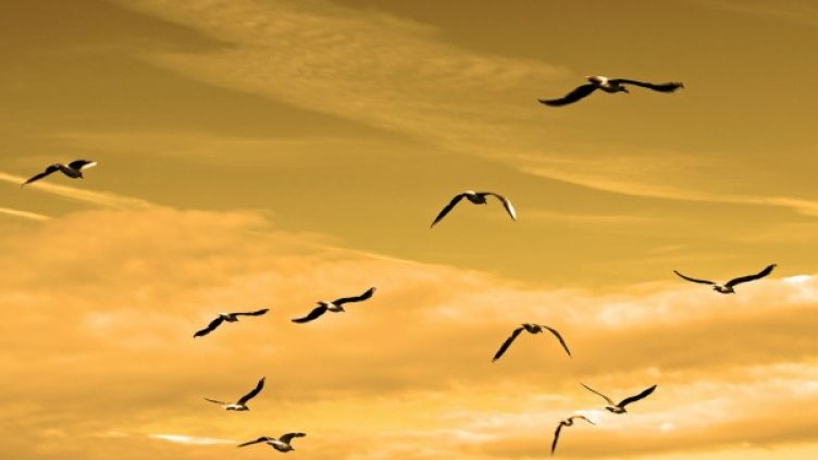 Снимка: Pixabay