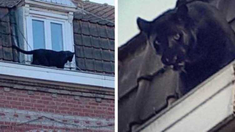 Снимка: French Fire Service