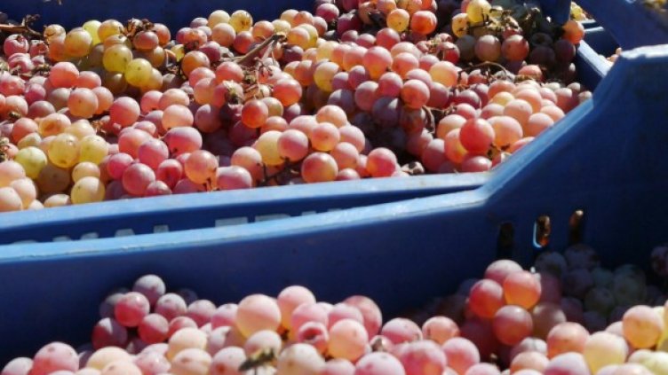 Снимка: архив, БулФото