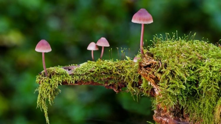 Снимка: Pixabay