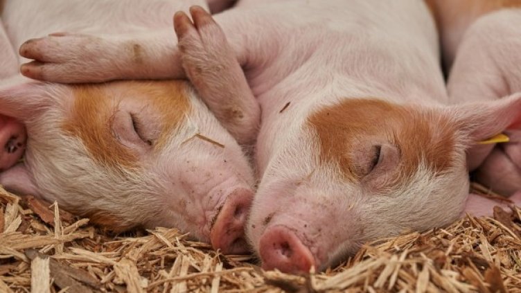 Снимка: pixabay