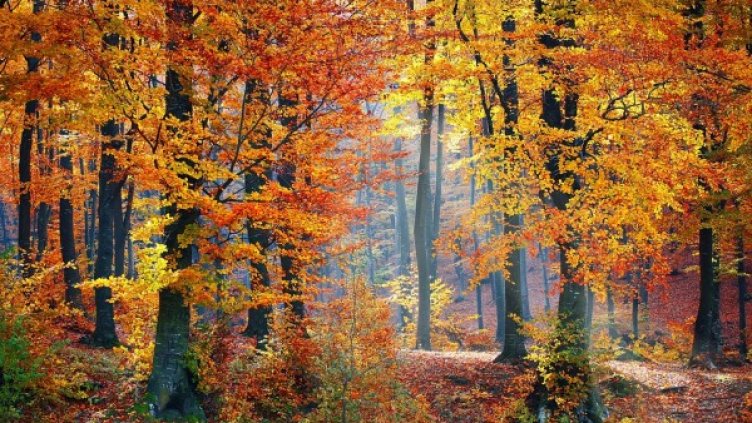 Снимка: pixabay