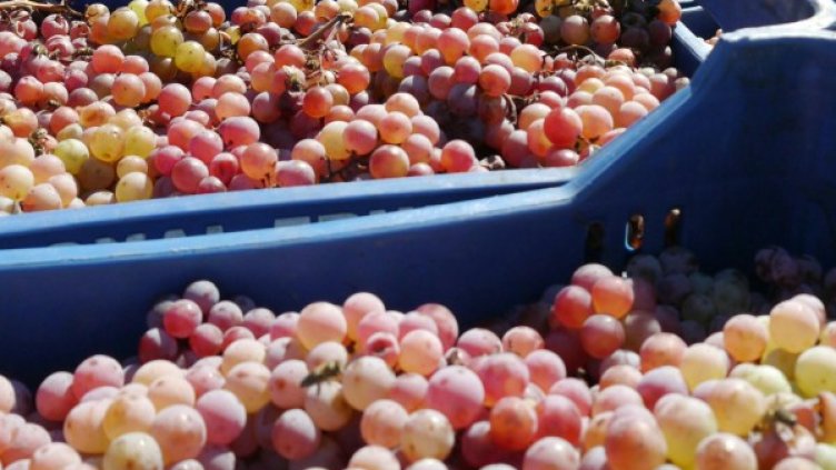 649 кг/дка е реколтата от десертните лозя в Силистренско 