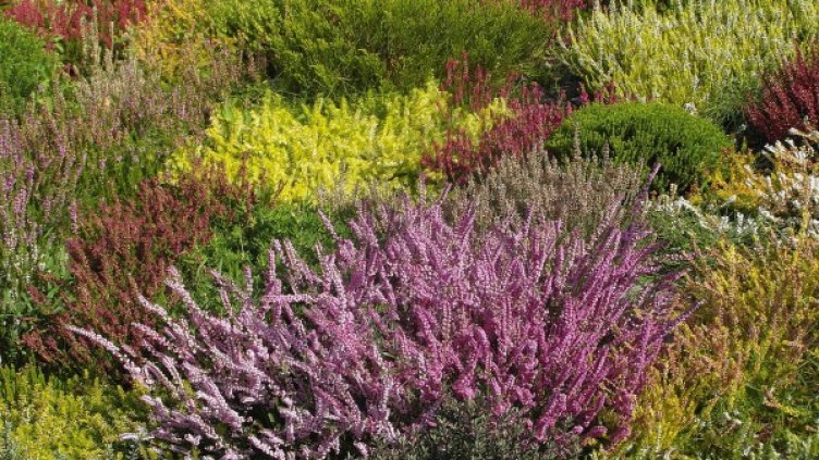 Снимка: Pixabay