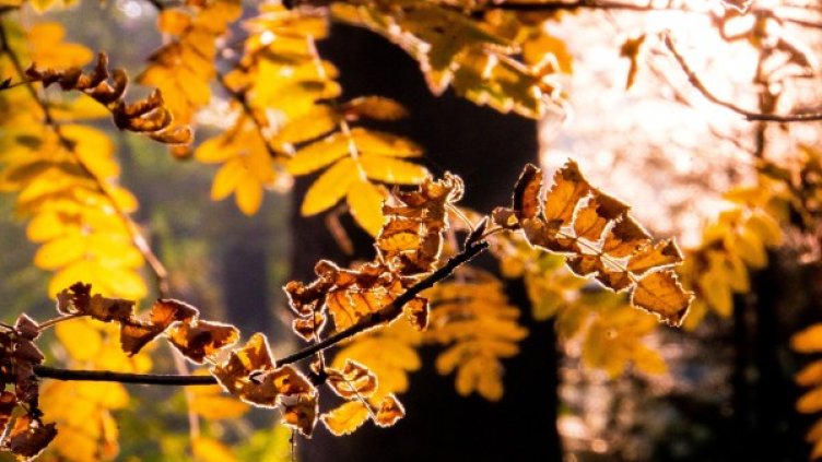 Снимка: Pixabay