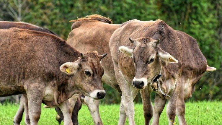 Снимка: Pixabay