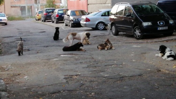 Снимка: HelpBook