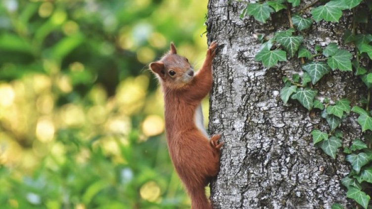 Снимка: Pixabay